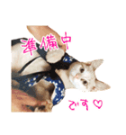 柴犬のハルカ（個別スタンプ：23）