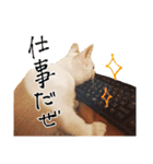 柴犬のハルカ（個別スタンプ：24）
