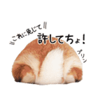 実写！プーチン＆マーチンの日常スタンプ（個別スタンプ：7）