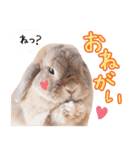 実写！プーチン＆マーチンの日常スタンプ（個別スタンプ：14）
