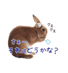 実写！プーチン＆マーチンの日常スタンプ（個別スタンプ：15）