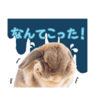 実写！プーチン＆マーチンの日常スタンプ（個別スタンプ：16）