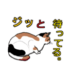 ネコへんじ 02 と 03 のセット.（個別スタンプ：5）