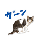 ねこのトド。（個別スタンプ：12）