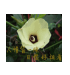 beautiful pictures:Taiwanese（個別スタンプ：1）