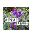 beautiful pictures:Taiwanese（個別スタンプ：4）