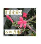 beautiful pictures:Taiwanese（個別スタンプ：5）