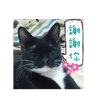 The most cutiest Kumachyan（個別スタンプ：1）