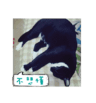The most cutiest Kumachyan（個別スタンプ：5）