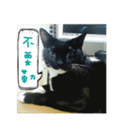 The most cutiest Kumachyan（個別スタンプ：6）