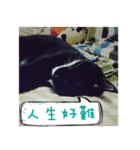 The most cutiest Kumachyan（個別スタンプ：8）