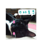 The most cutiest Kumachyan（個別スタンプ：10）