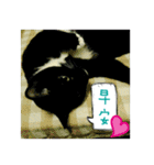 The most cutiest Kumachyan（個別スタンプ：13）