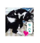 The most cutiest Kumachyan（個別スタンプ：14）