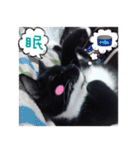 The most cutiest Kumachyan（個別スタンプ：20）