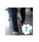 The most cutiest Kumachyan（個別スタンプ：25）