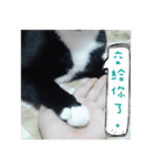 The most cutiest Kumachyan（個別スタンプ：31）