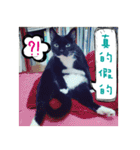 The most cutiest Kumachyan（個別スタンプ：37）