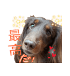 Big nose dog Toby-Japanese（個別スタンプ：3）