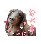 Big nose dog Toby-Japanese（個別スタンプ：4）