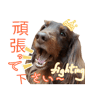 Big nose dog Toby-Japanese（個別スタンプ：5）