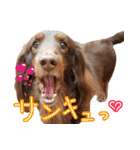 Big nose dog Toby-Japanese（個別スタンプ：8）