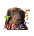 Big nose dog Toby-Japanese（個別スタンプ：17）