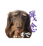 Big nose dog Toby-Japanese（個別スタンプ：20）
