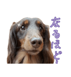 Big nose dog Toby-Japanese（個別スタンプ：30）
