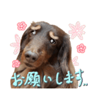 Big nose dog Toby-Japanese（個別スタンプ：32）