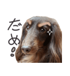 Big nose dog Toby-Japanese（個別スタンプ：38）