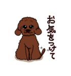トイプードルの敬語スタンプ2（個別スタンプ：24）