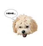XuanXuan The Fun Loving Doggy（個別スタンプ：1）