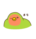 コザクラインコのしげもちくん 1（個別スタンプ：24）