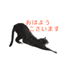 とらねこ りーべの日常（個別スタンプ：1）