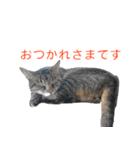 とらねこ りーべの日常（個別スタンプ：2）