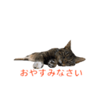 とらねこ りーべの日常（個別スタンプ：3）