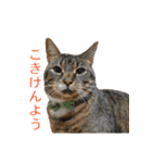 とらねこ りーべの日常（個別スタンプ：4）