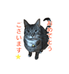 とらねこ りーべの日常（個別スタンプ：5）