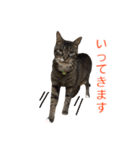 とらねこ りーべの日常（個別スタンプ：6）