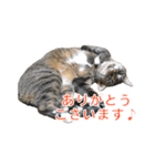 とらねこ りーべの日常（個別スタンプ：7）