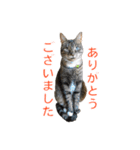とらねこ りーべの日常（個別スタンプ：8）