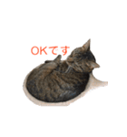 とらねこ りーべの日常（個別スタンプ：9）