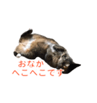 とらねこ りーべの日常（個別スタンプ：10）