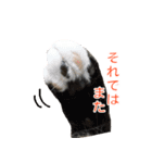 とらねこ りーべの日常（個別スタンプ：11）