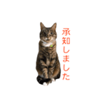 とらねこ りーべの日常（個別スタンプ：12）