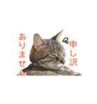 とらねこ りーべの日常（個別スタンプ：13）