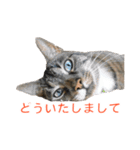 とらねこ りーべの日常（個別スタンプ：14）