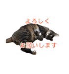 とらねこ りーべの日常（個別スタンプ：15）