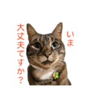 とらねこ りーべの日常（個別スタンプ：16）